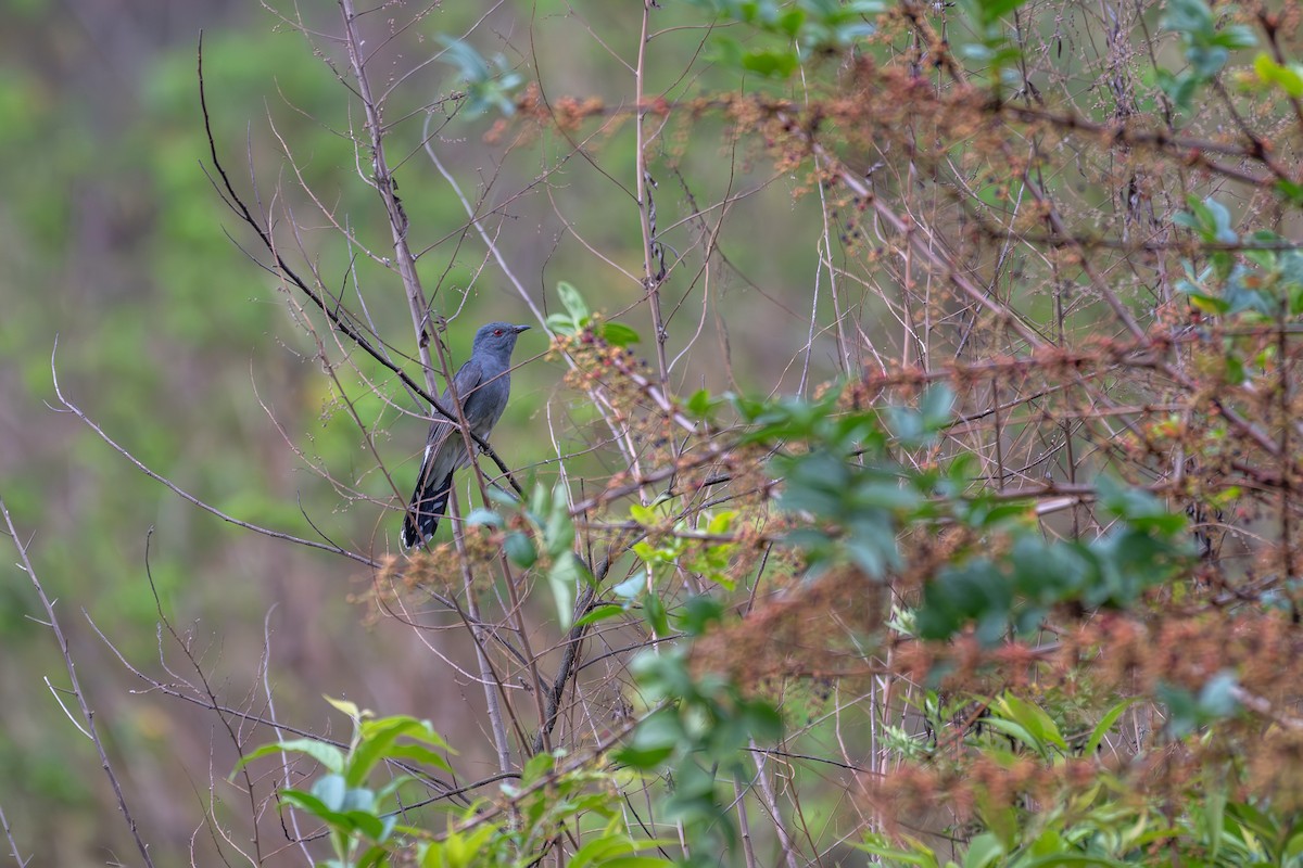 Gray-bellied Cuckoo - ML635502352