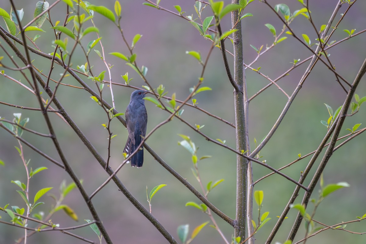 Gray-bellied Cuckoo - ML635502353