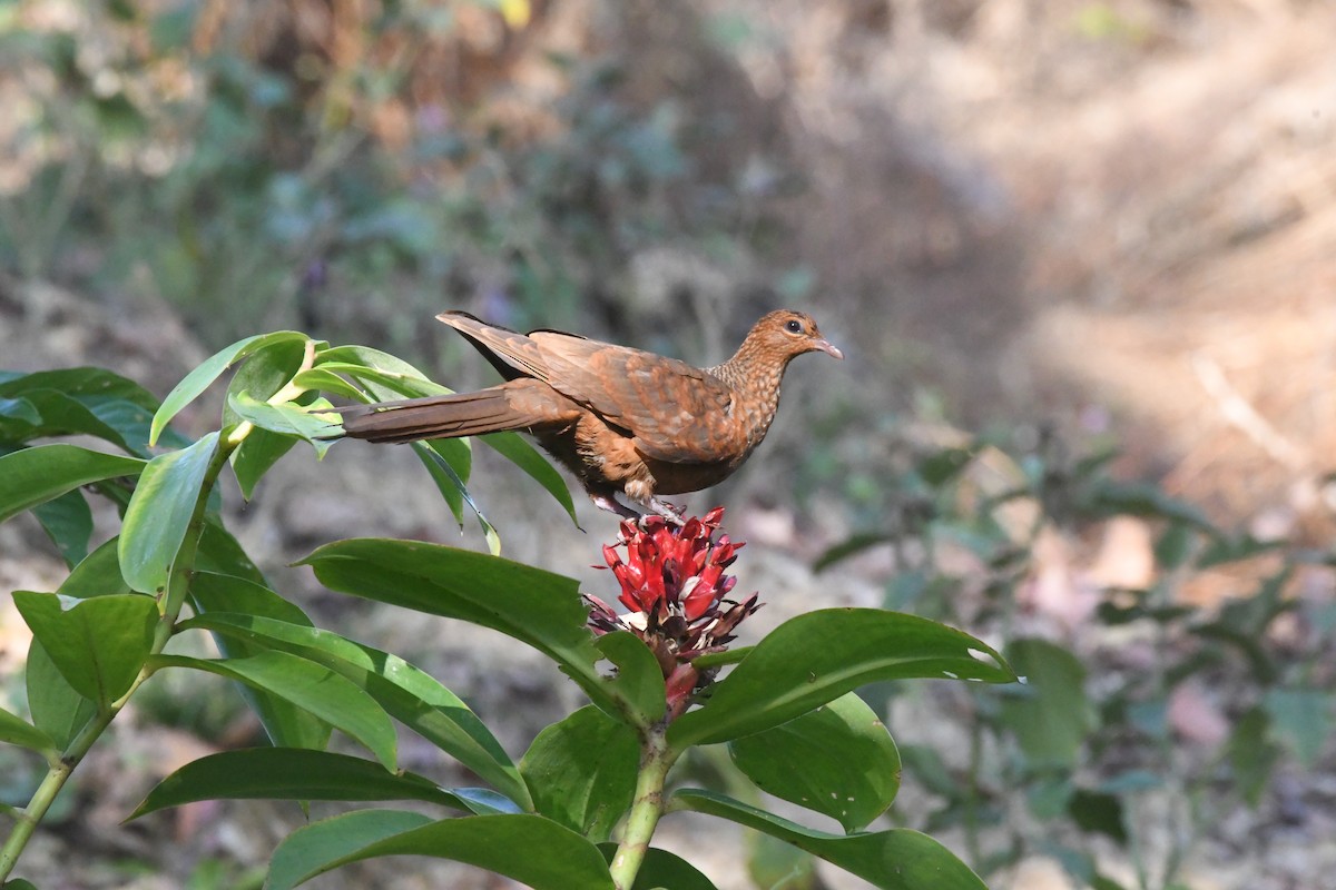 Andaman Cuckoo-Dove - ML635502354