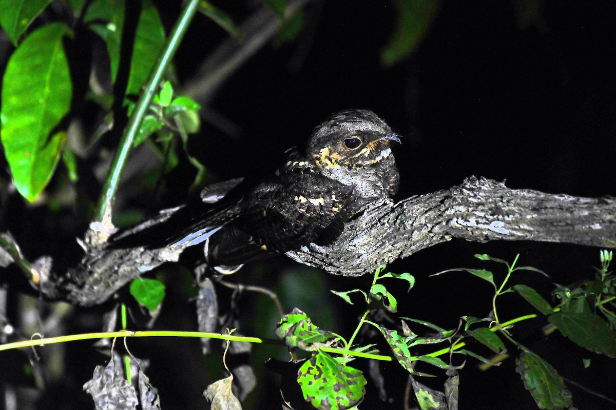 Andaman Nightjar - ML635502401