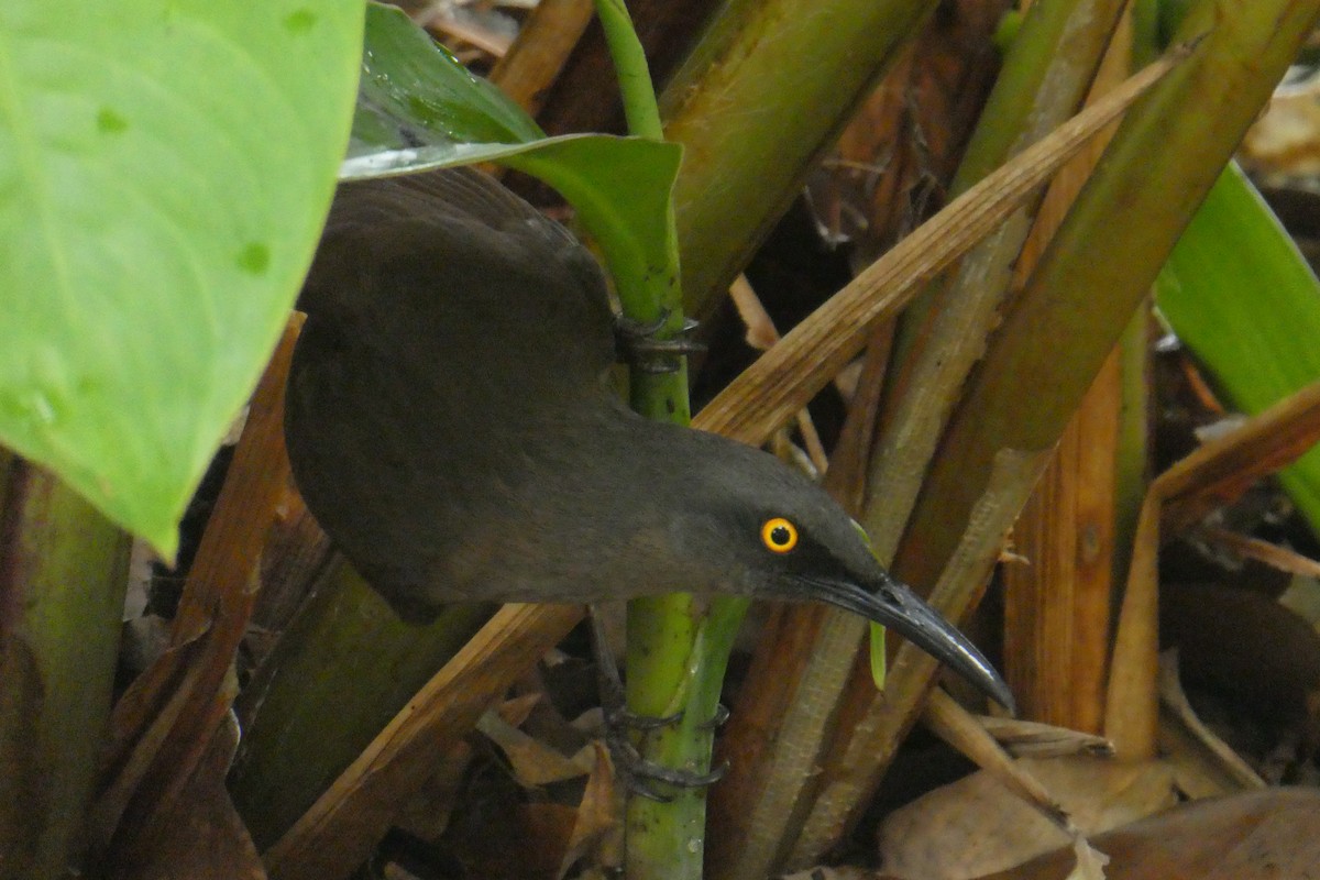Brown Trembler - ML635502446