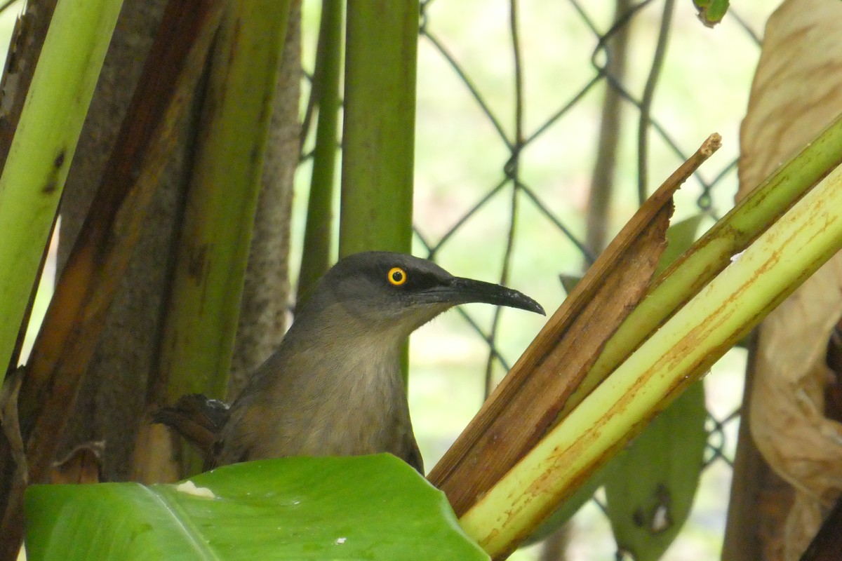 Brown Trembler - ML635502447