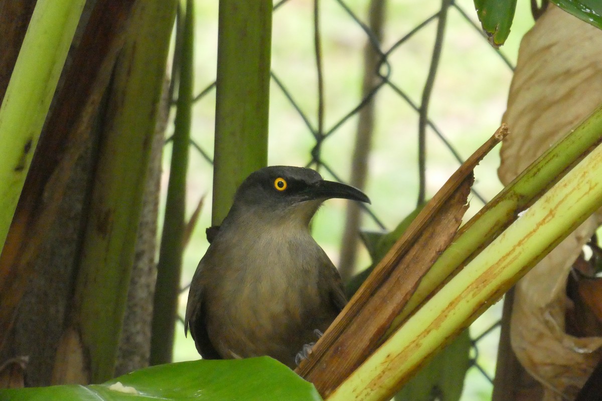 Brown Trembler - ML635502448