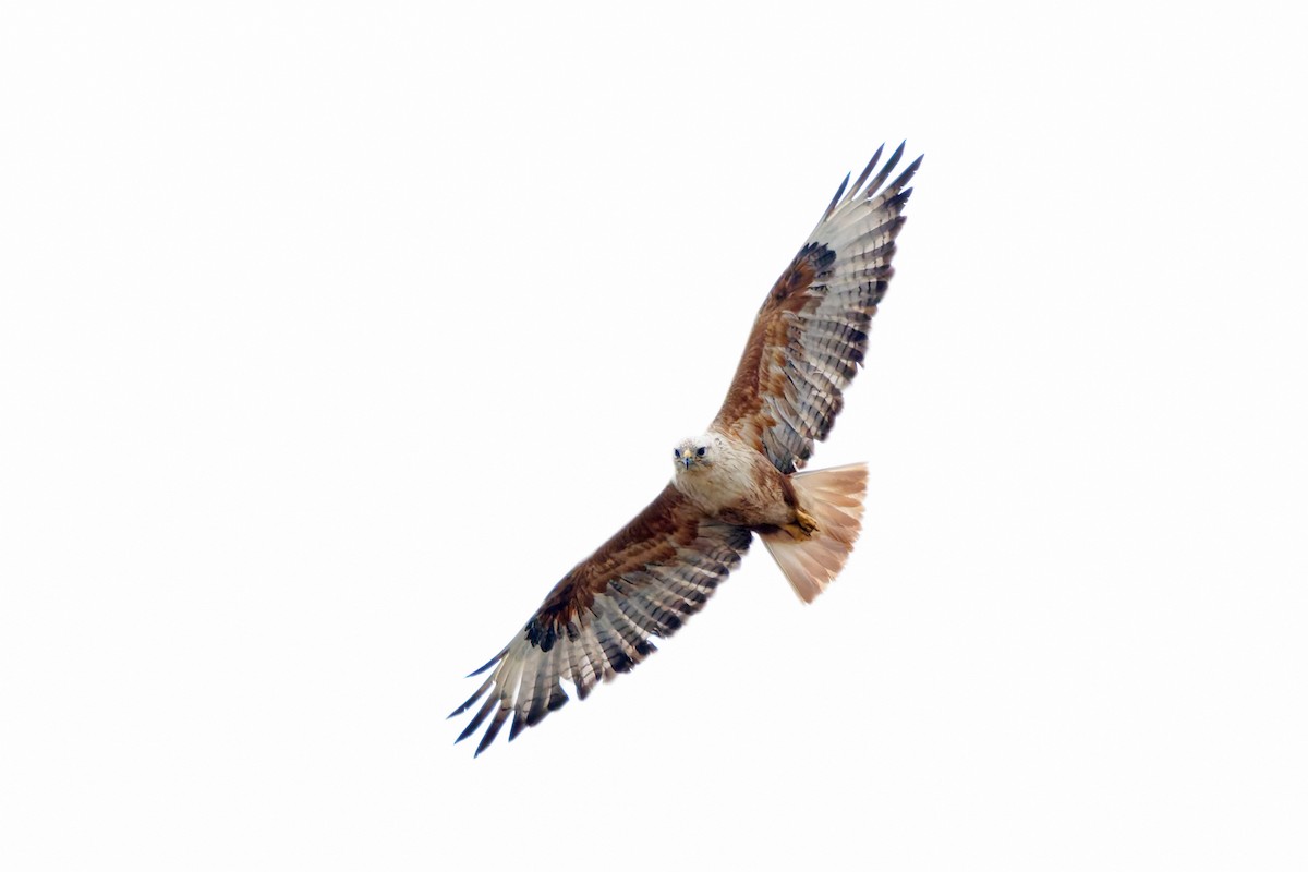 Long-legged Buzzard - ML635502491