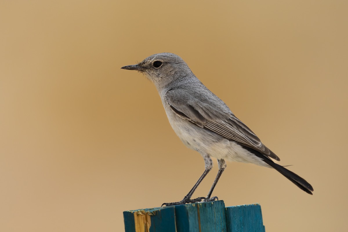Blackstart - ML635502548