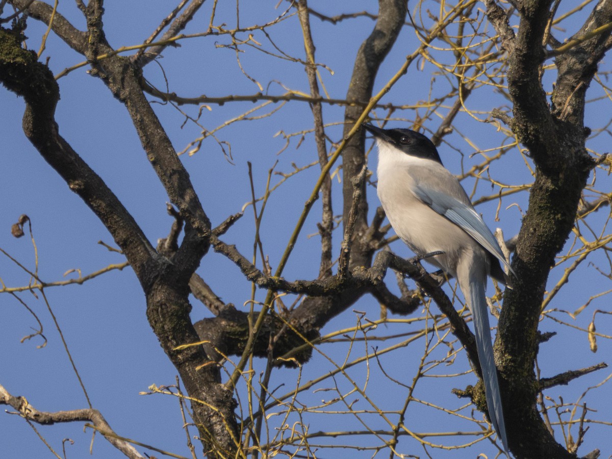 Azure-winged Magpie - ML635502757