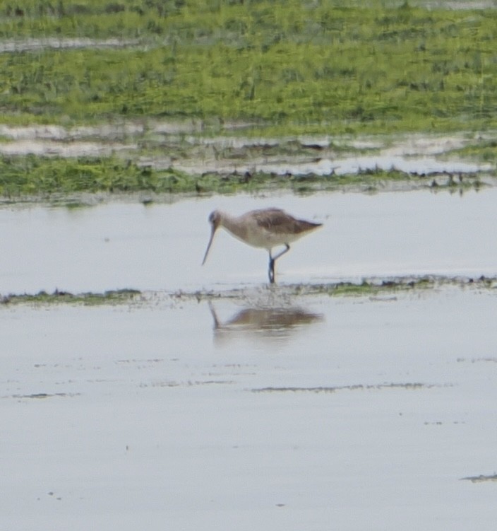 Bar-tailed Godwit - ML635502775