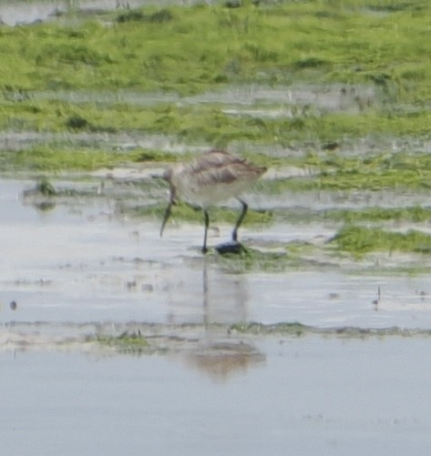 Bar-tailed Godwit - ML635502776