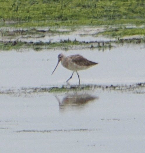 Bar-tailed Godwit - ML635502777