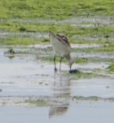 Bar-tailed Godwit - ML635502778