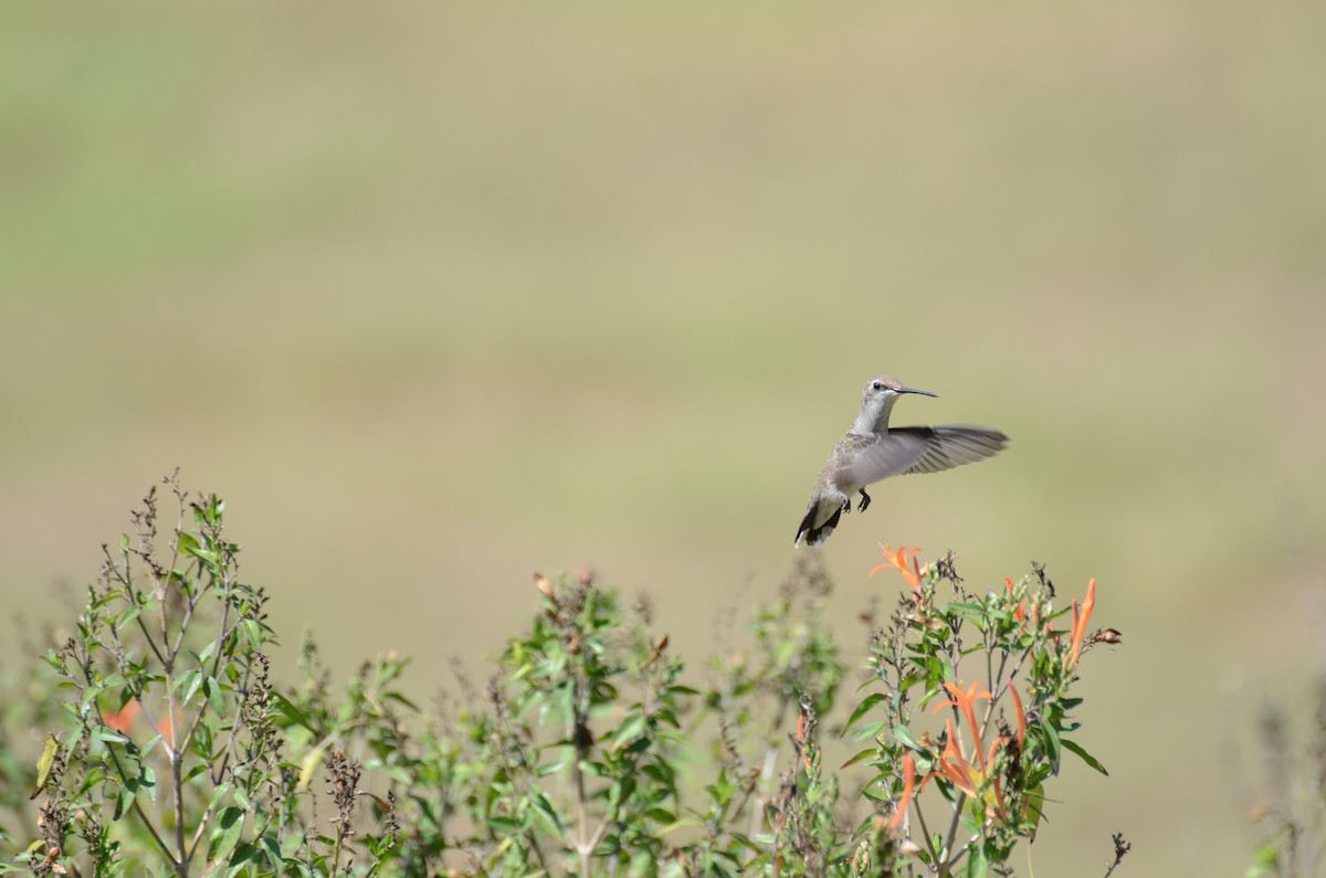 svartstrupekolibri - ML63550281