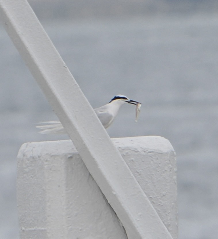 Black-naped Tern - ML635502816