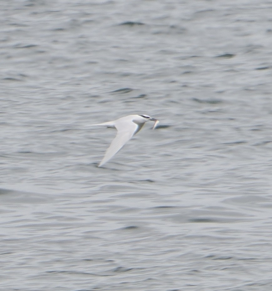 Black-naped Tern - ML635502817