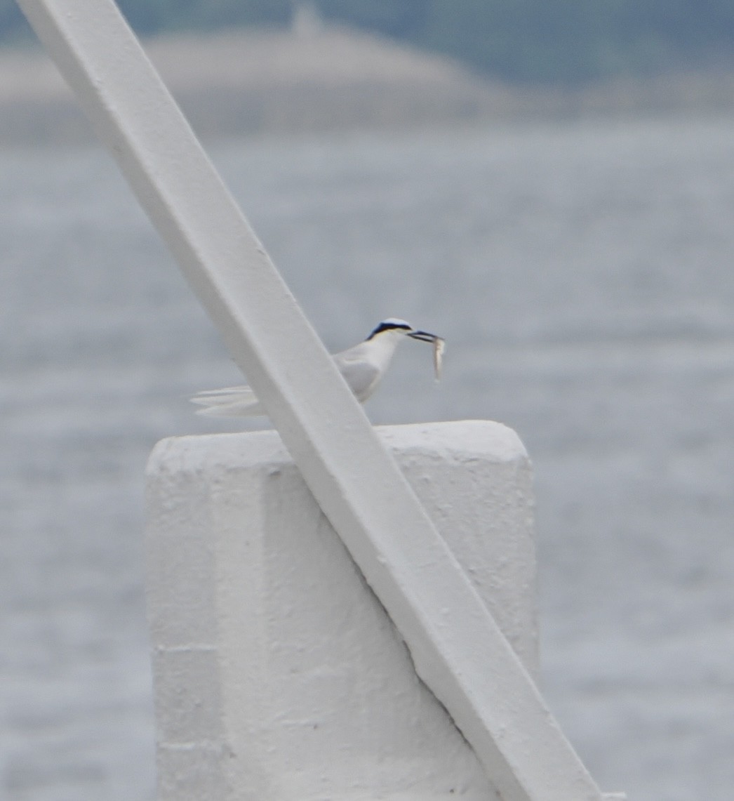 Black-naped Tern - ML635502818