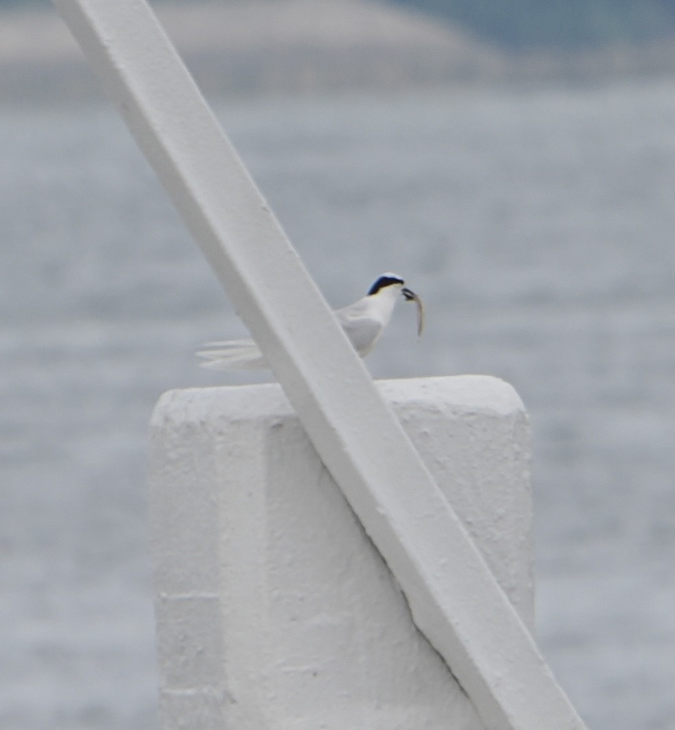 Black-naped Tern - ML635502819
