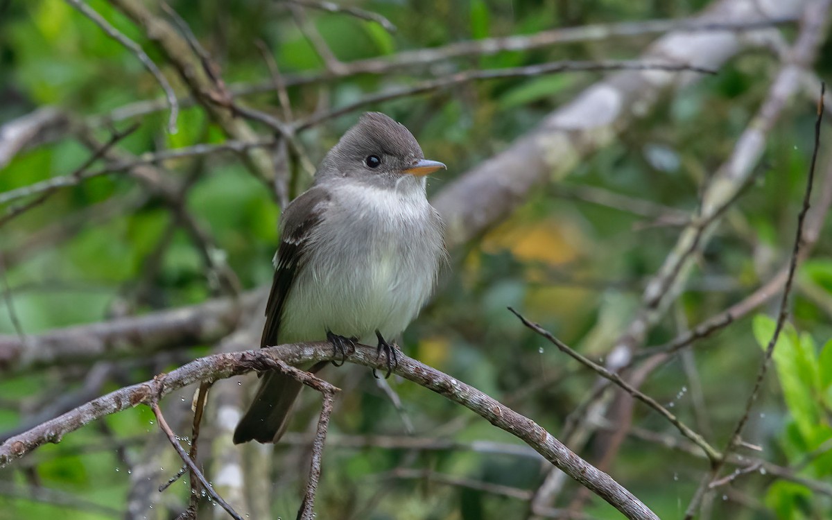 Eastern Wood-Pewee - ML635502850