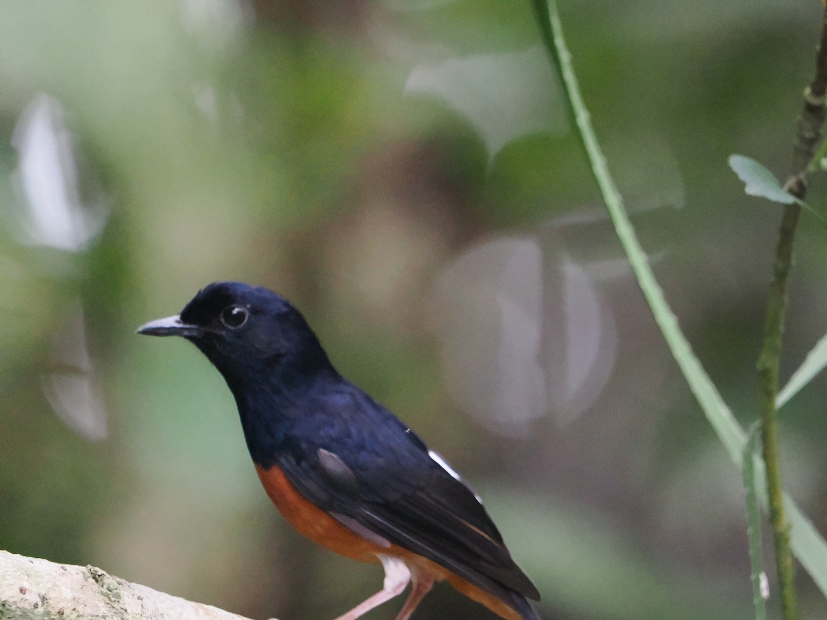 White-rumped Shama - ML635503003