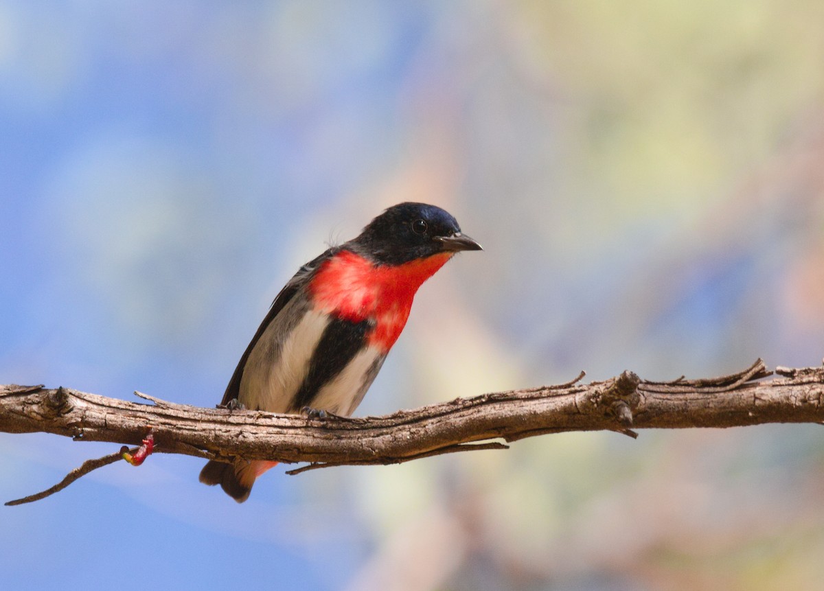 Mistletoebird - ML635503064