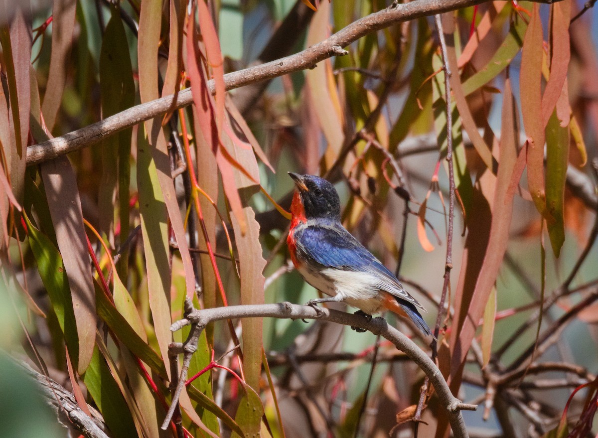 Mistletoebird - ML635503065