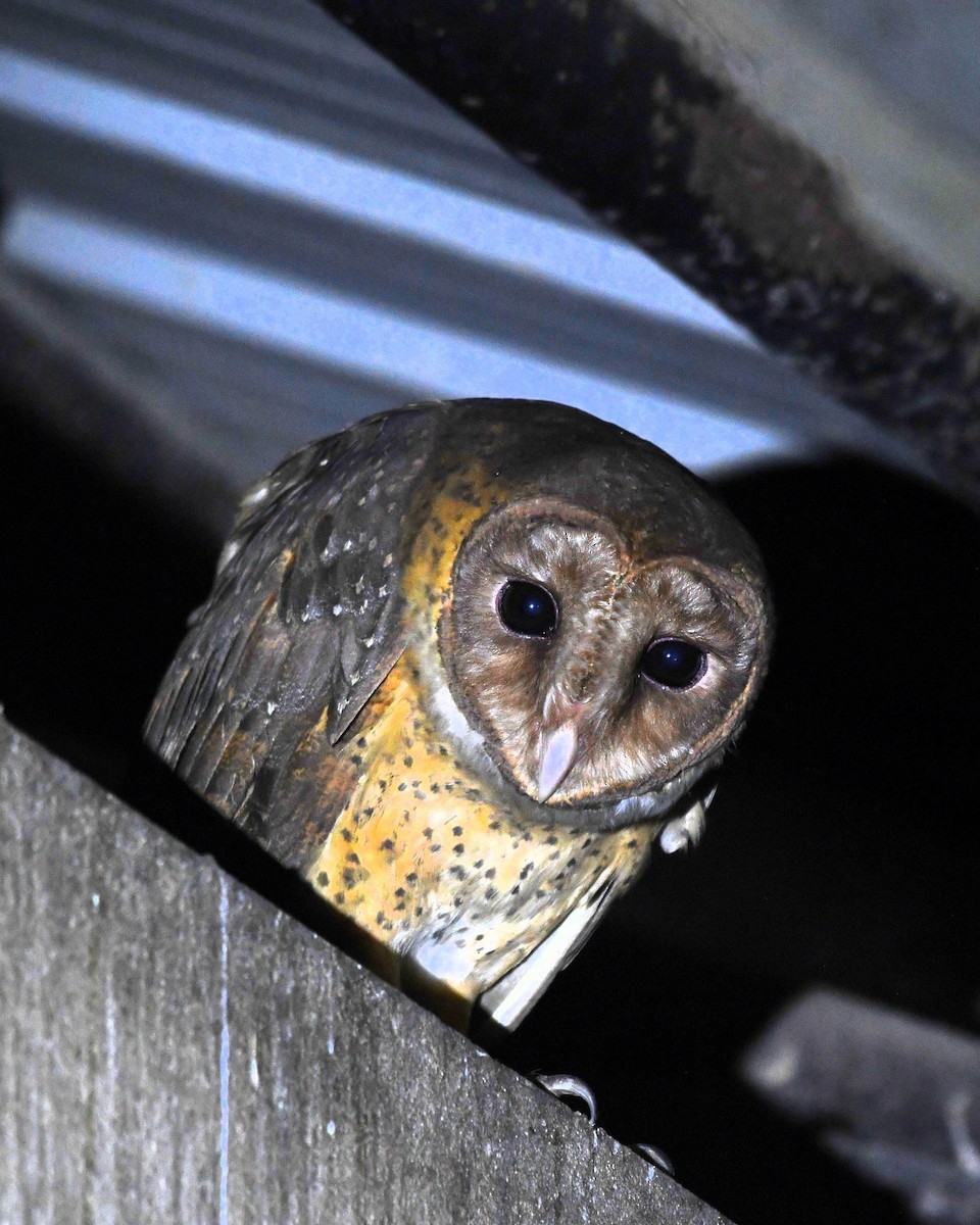 Andaman Masked-Owl - ML635503070