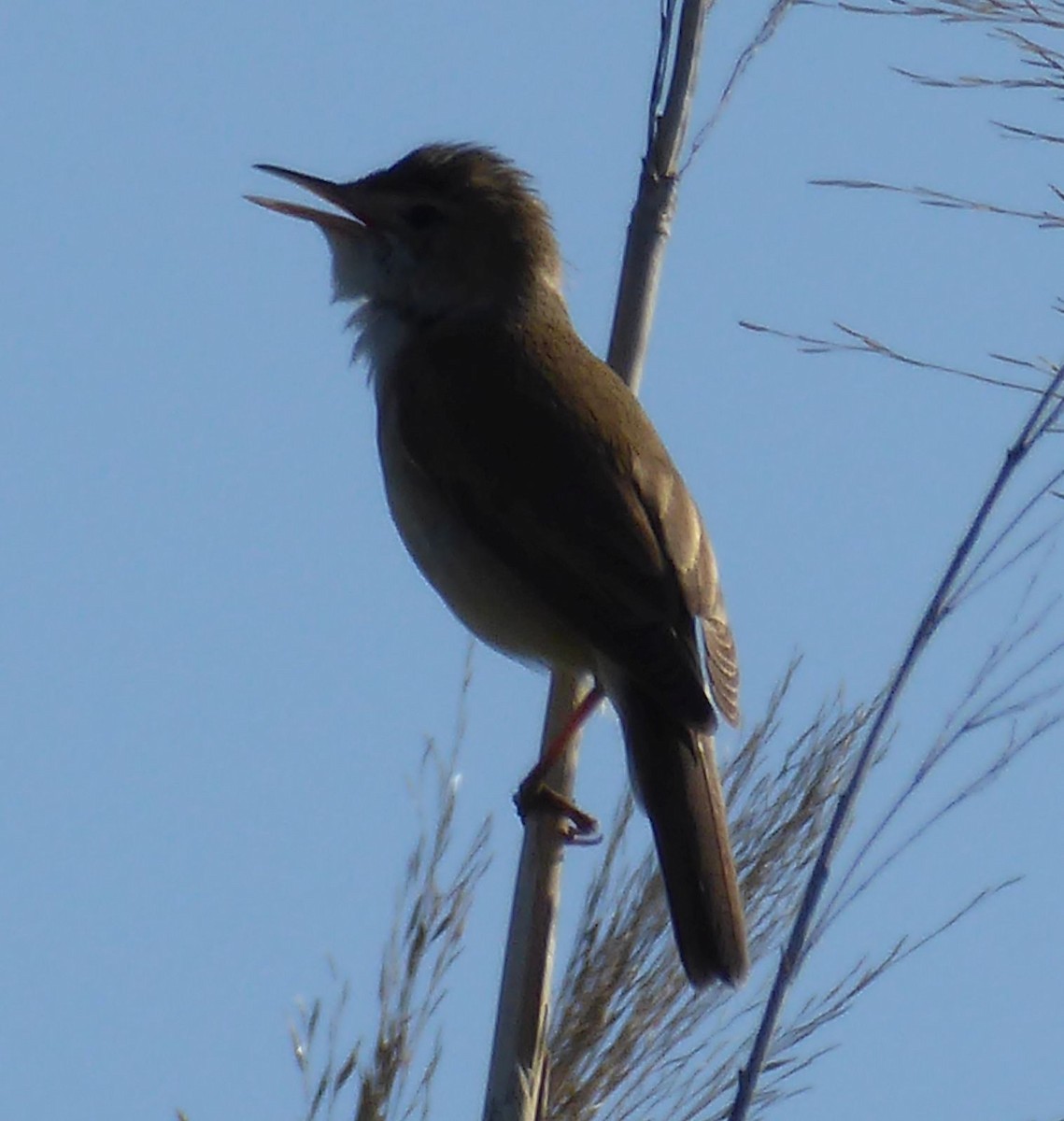 Marsh/Common Reed Warbler - ML635503148
