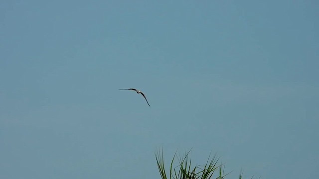 Black-shouldered Kite - ML635503150