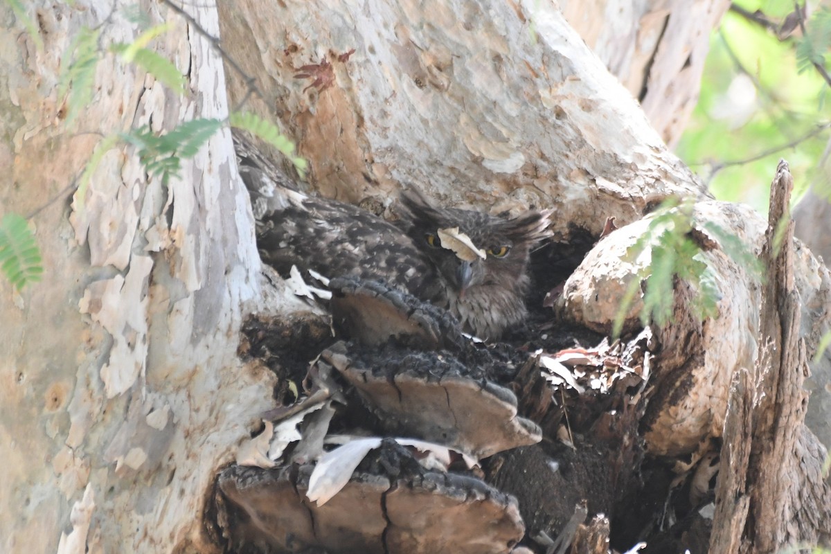Brown Fish-Owl - ML635503187