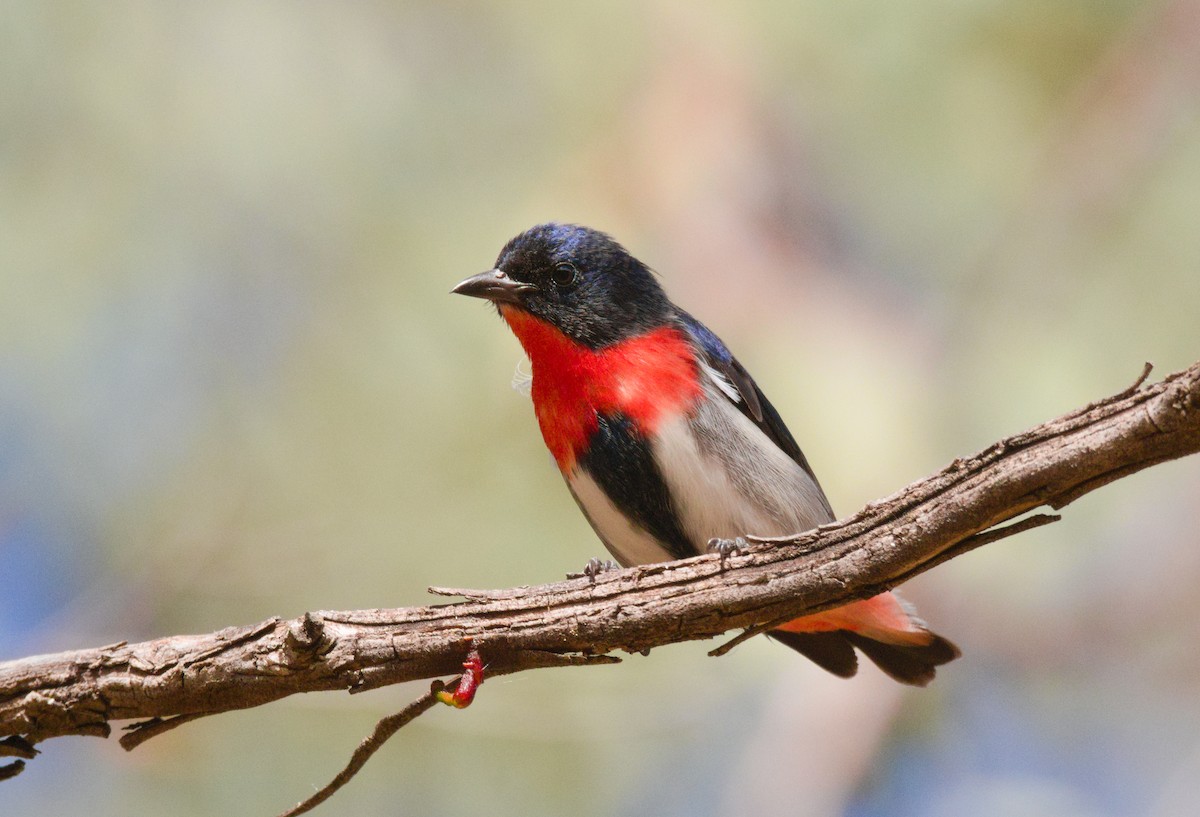 Mistletoebird - ML635503195