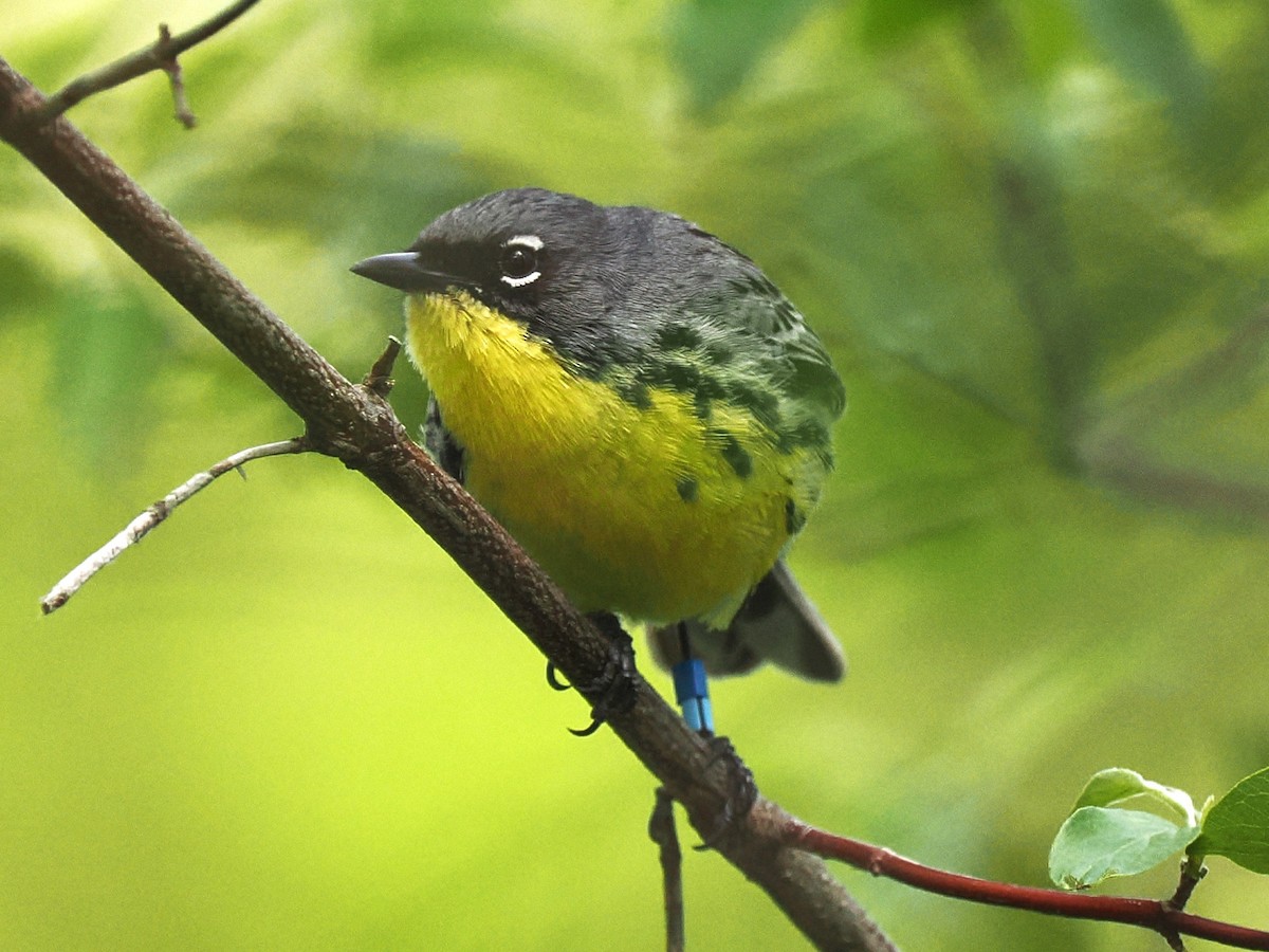 Kirtland's Warbler - ML635503210