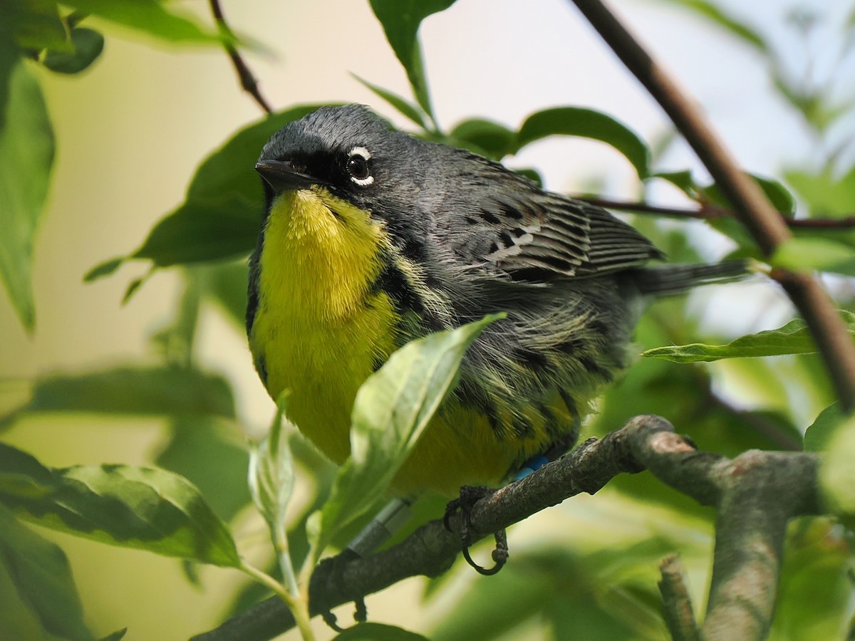 Kirtland's Warbler - ML635503212