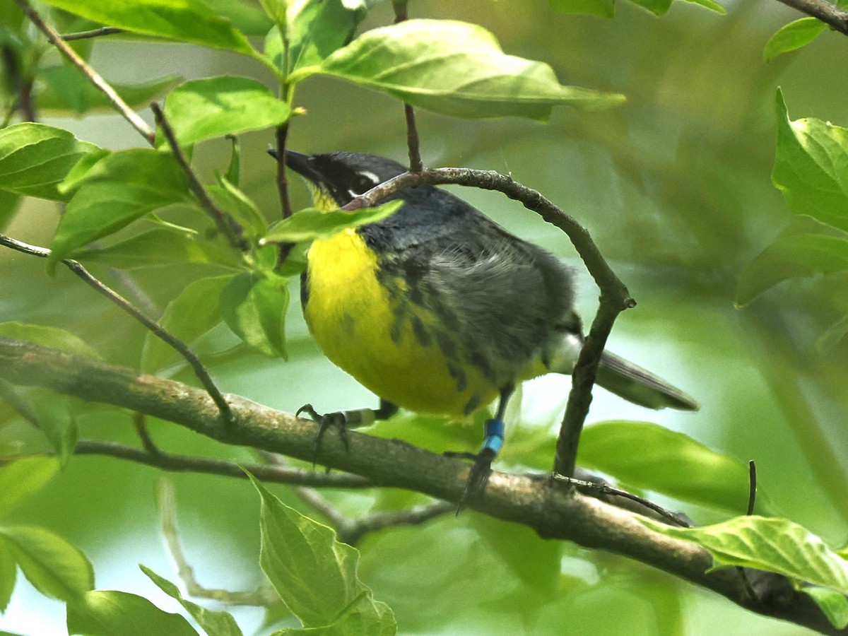 Kirtland's Warbler - ML635503213