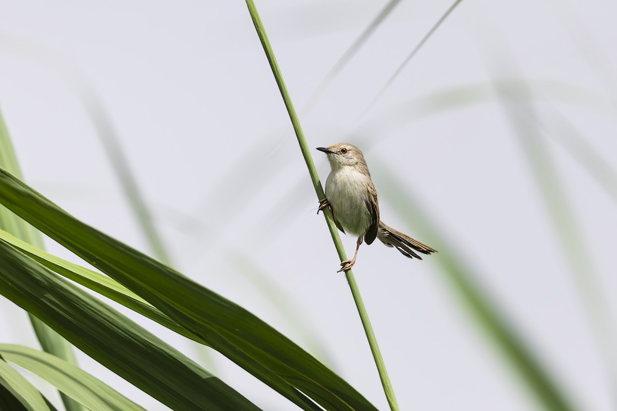Graceful Prinia - ML635503226