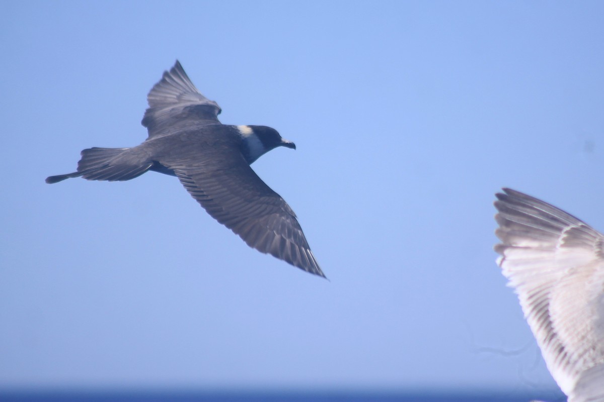 Pomarine Jaeger - ML635503308