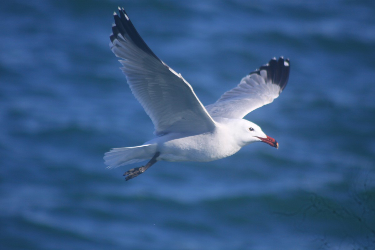 Audouin's Gull - ML635503311