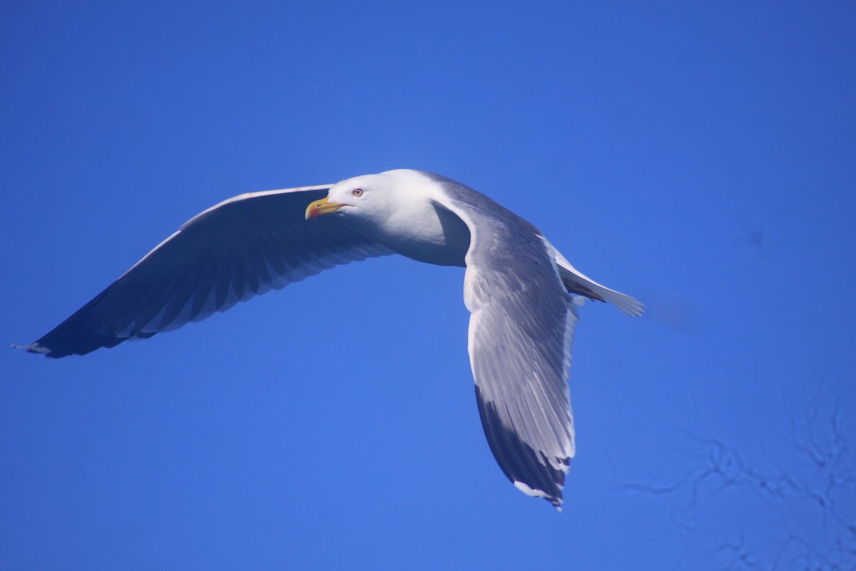 Yellow-legged Gull - ML635503315