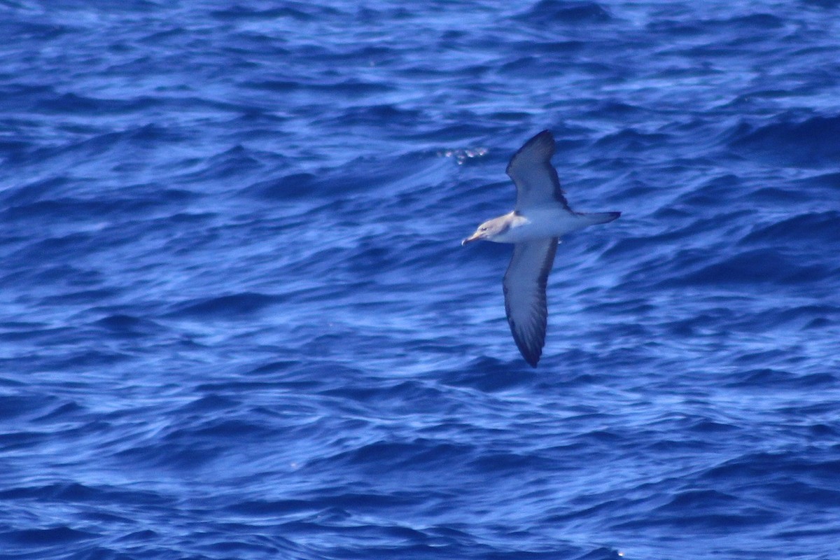 Scopoli's Shearwater - ML635503319