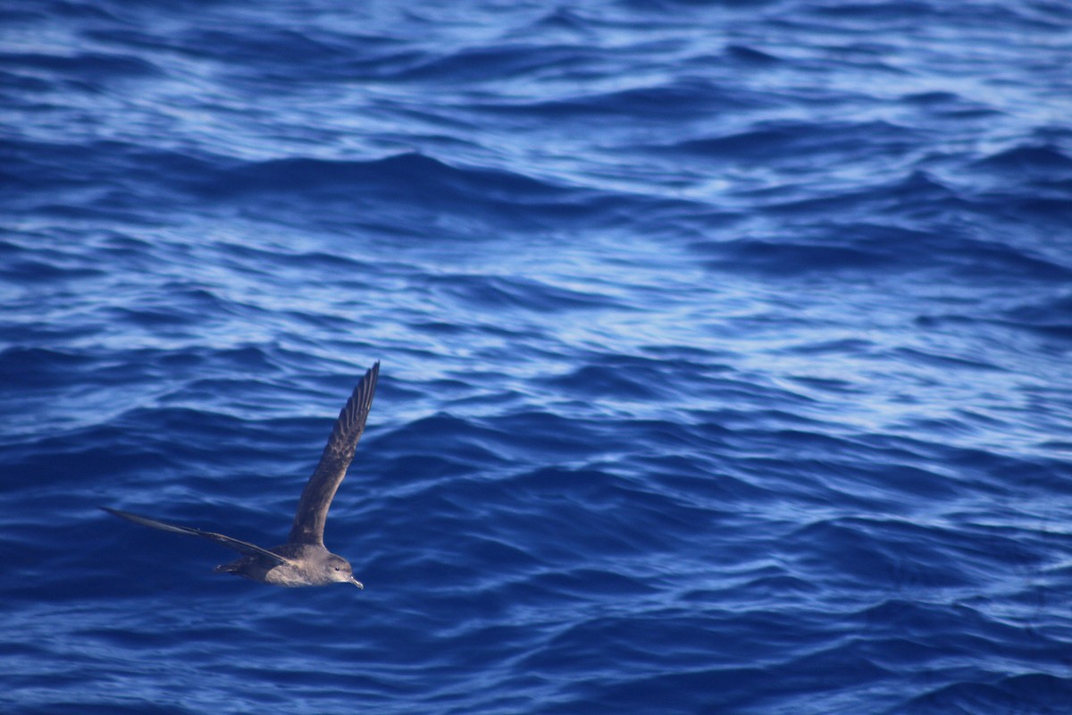 Balearic Shearwater - ML635503324