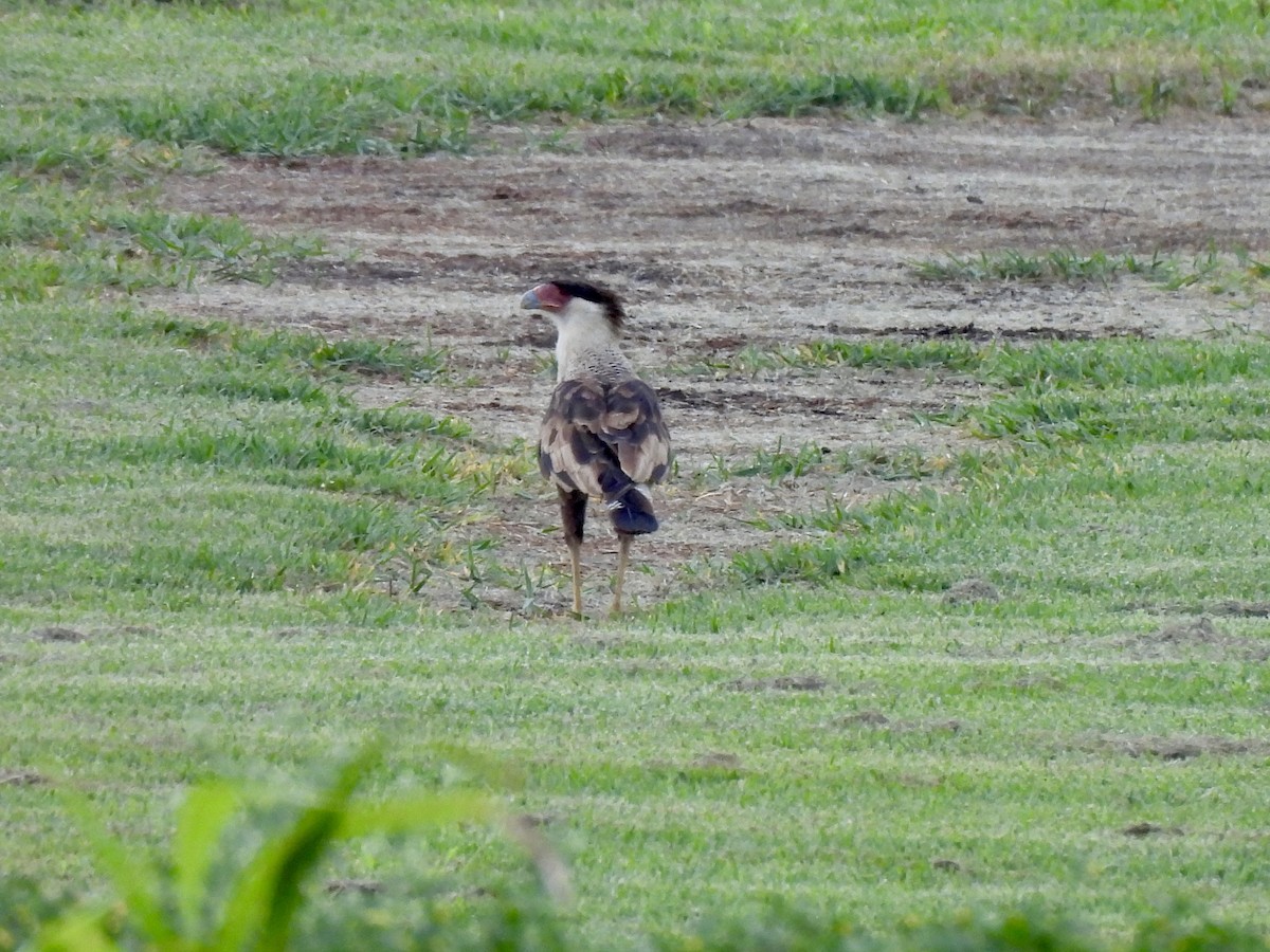 Crested Caracara - ML635503435