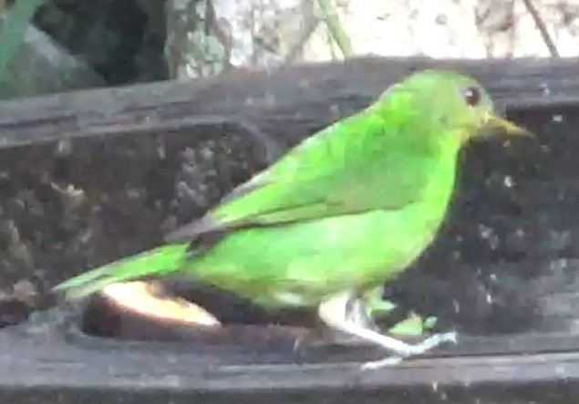 Green Honeycreeper - ML635503470