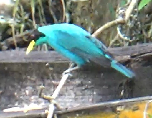 Green Honeycreeper - ML635503471