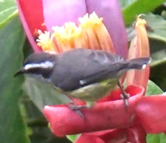 Bananaquit - ML635503475