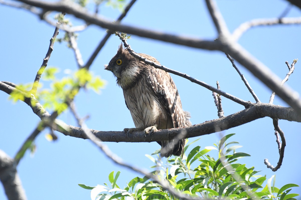 Brown Fish-Owl - ML635503612