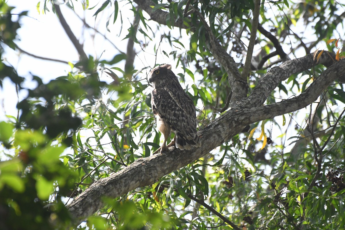 Brown Fish-Owl - ML635503613