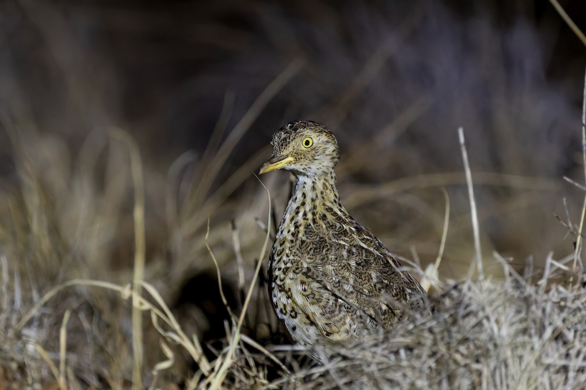 dropík australský - ML635503621