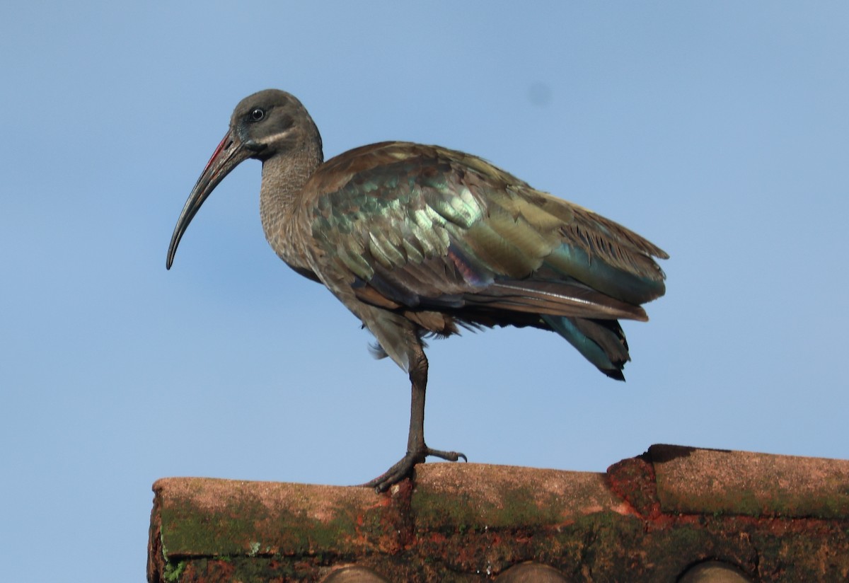 Hadada Ibis - ML635503643