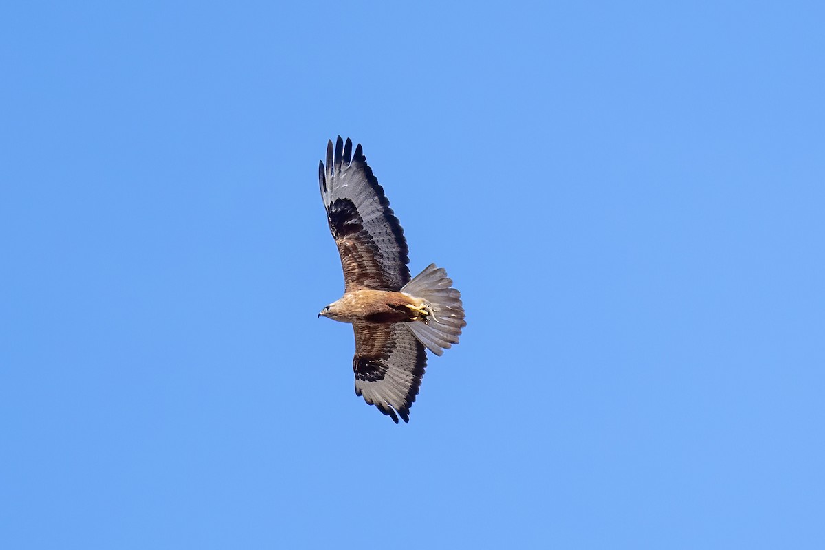 Long-legged Buzzard - ML635503733