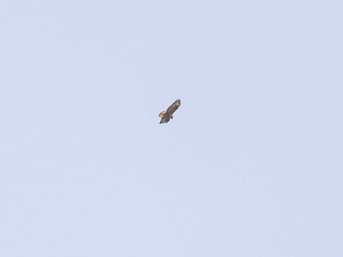 Long-legged Buzzard - ML635503771
