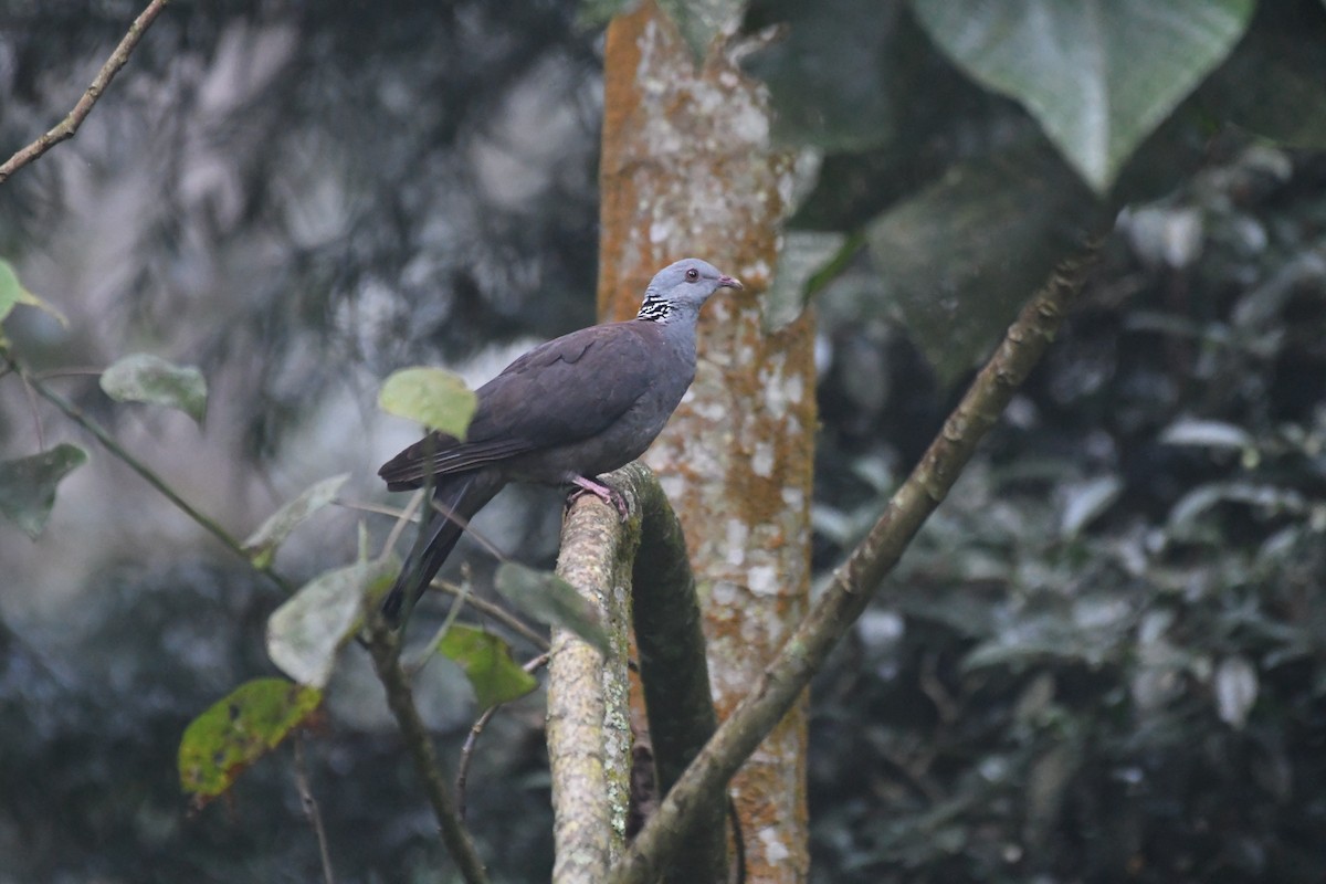 holub nilgirský - ML635503775