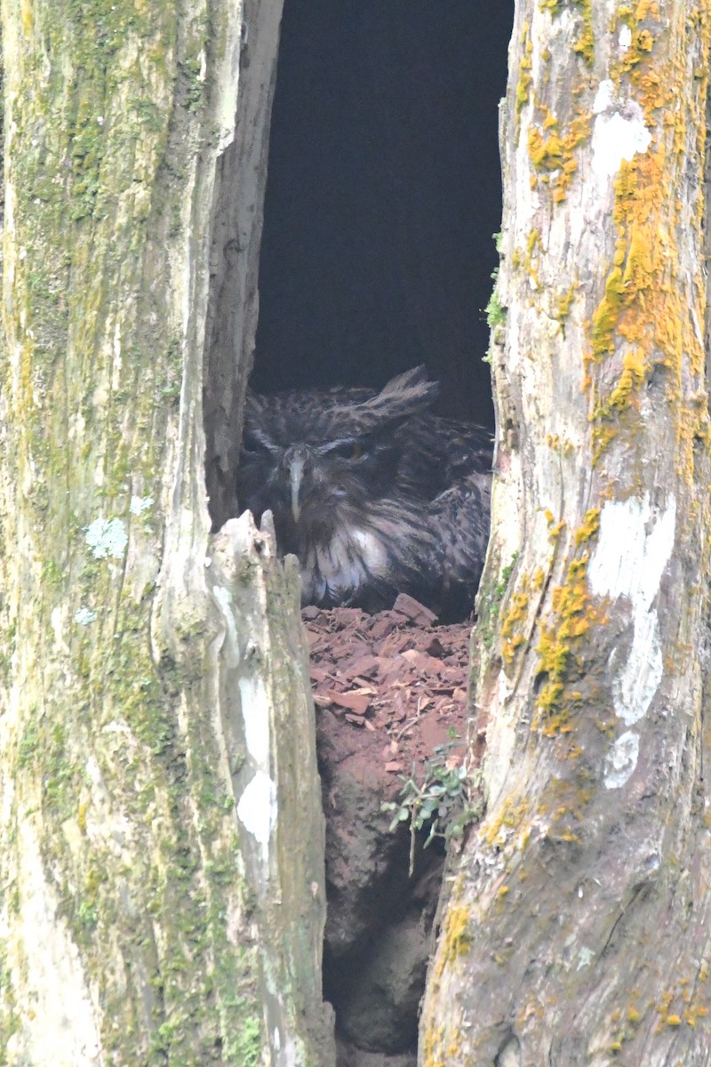 Brown Fish-Owl - ML635503776