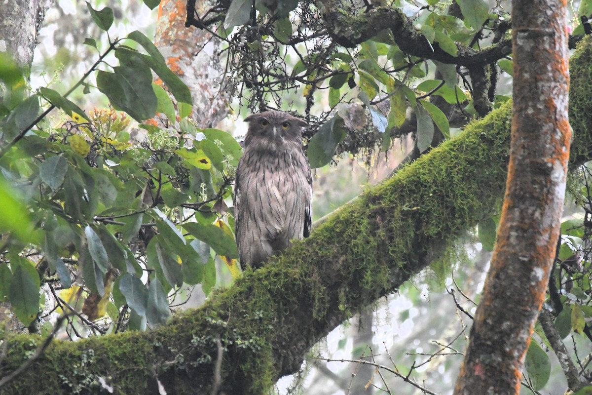 Brown Fish-Owl - ML635503777